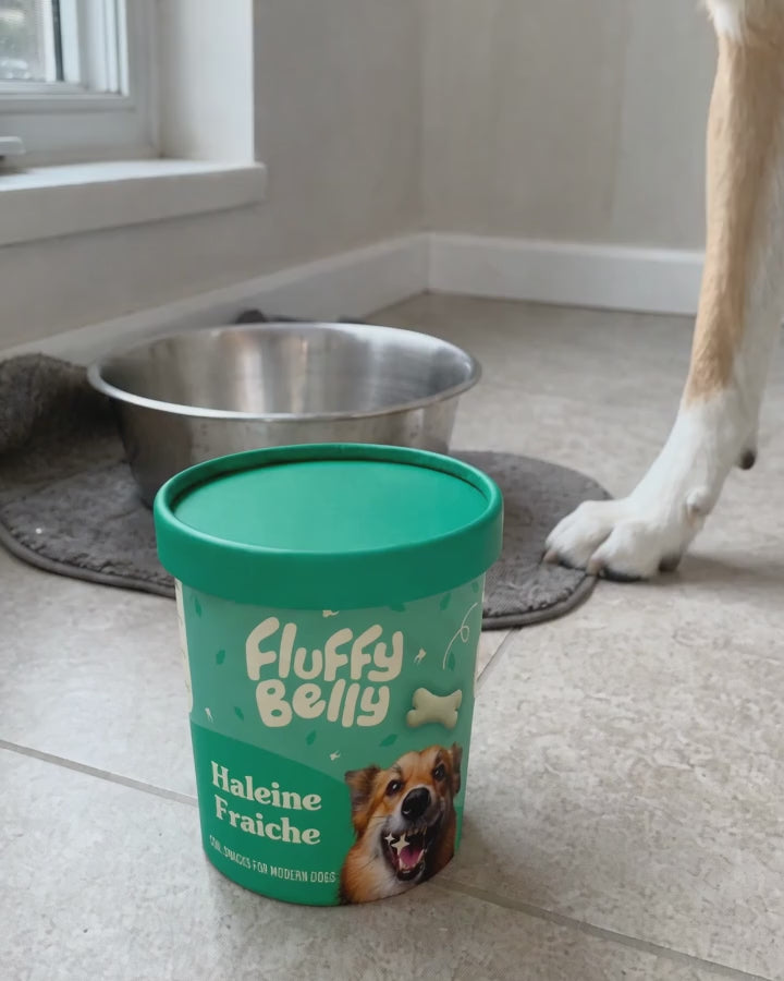 Haleine Fraîche Fluffy Belly, un chien croque un biscuit à la menthe après le repas