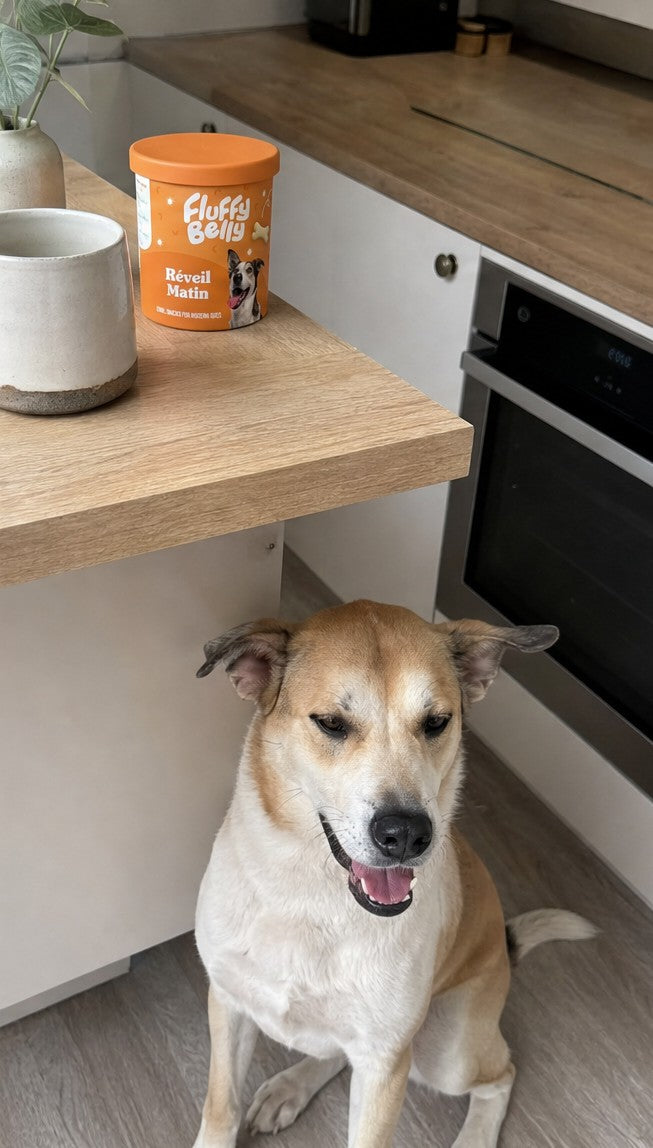 Un chien croque un biscuit Réveil Matin Fluffy Belly dans la cuisine